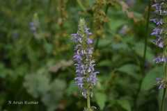 Nepeta laevigata